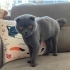 ÇİPLİ, KARNELİ SCOTTISH FOLD..!! fotoğraf
