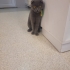 ÇİPLİ, KARNELİ SCOTTISH FOLD..!! fotoğraf