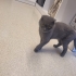 ÇİPLİ, KARNELİ SCOTTISH FOLD..!! fotoğraf