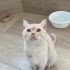YAKIŞIKLI PRENS BRİTİSH SORTHAİR..!! fotoğraf