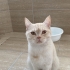YAKIŞIKLI PRENS BRİTİSH SORTHAİR..!! fotoğraf