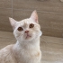 YAKIŞIKLI PRENS BRİTİSH SORTHAİR..!! fotoğraf