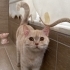 YAKIŞIKLI PRENS BRİTİSH SORTHAİR..!! fotoğraf