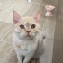 YAKIŞIKLI PRENS BRİTİSH SORTHAİR..!! fotoğraf