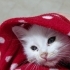 Yuva Arayan Minicik Bir Can🐾 fotoğraf