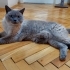 Çok uysal, kendi halinde bir dost..sahibinin ciddi sağlık sorunları fotoğraf