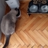 Çok uysal, kendi halinde bir dost..sahibinin ciddi sağlık sorunları fotoğraf