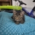 Minik jelibon yeni yuvasini ariyoooorrr fotoğraf