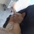Gümüş Prens yuva arıyor fotoğraf