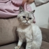 Pamuk Prebs yuva arıyor fotoğraf