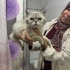 Pamuk Prebs yuva arıyor fotoğraf