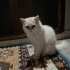 Sokaktan kurtarılmış fotoğraf