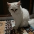 Sokaktan kurtarılmış fotoğraf
