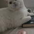 3 Yaşında Kısır British Shorthair fotoğraf