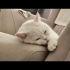 3 Yaşında Kısır British Shorthair fotoğraf