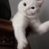 🥛🤍 SÜTLAÇ YUVASINI ARIYOR 🤍🥛 ADI GİBİ TATLI MI TALI fotoğraf