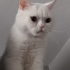 🥛🤍 SÜTLAÇ YUVASINI ARIYOR 🤍🥛 ADI GİBİ TATLI MI TALI fotoğraf