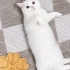 🥛🤍 SÜTLAÇ YUVASINI ARIYOR 🤍🥛 adı gibi tatlı fotoğraf