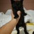 Sokaktan kurtardığımız 1 aylık bile olmayan yavru fotoğraf