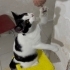 ACİL 4 AYLIK TATLI MİLKA’ YA YUVA fotoğraf