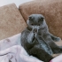 2 yıllık kedim Dumanı sahiplendiriyorum fotoğraf