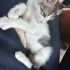 Şakir iç dış parazitleri yapıldı karma aşısı yapıldı fotoğraf