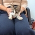 Şakir iç dış parazitleri yapıldı karma aşısı yapıldı fotoğraf