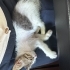 Şakir iç dış parazitleri yapıldı karma aşısı yapıldı fotoğraf