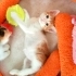 ÜCRETSİZ BEBEK KEDİ SAHİPLENMEK İÇİN EN DOĞRU YERDESİNİZ! fotoğraf