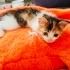 ÜCRETSİZ BEBEK KEDİ SAHİPLENMEK İÇİN EN DOĞRU YERDESİNİZ! fotoğraf