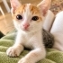 ÜCRETSİZ BEBEK KEDİ SAHİPLENMEK İÇİN EN DOĞRU YERDESİNİZ! fotoğraf