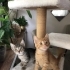 ÜCRETSİZ BEBEK KEDİ SAHİPLENMEK İÇİN EN DOĞRU YERDESİNİZ! fotoğraf
