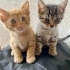ÜCRETSİZ BEBEK KEDİ SAHİPLENMEK İÇİN EN DOĞRU YERDESİNİZ! fotoğraf