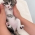 2 aylık aşırı minnoş dişi yavru kedi fotoğraf