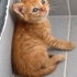 Sokağa atılmış 3 güzel bebek fotoğraf