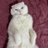 Kısır erkek scottish fold fotoğraf