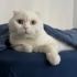 Kısır erkek scottish fold fotoğraf