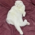 Kısır erkek scottish fold fotoğraf