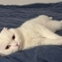 Kısır erkek scottish fold fotoğraf