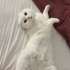 Kısır erkek scottish fold fotoğraf