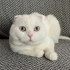 Kısır erkek scottish fold fotoğraf