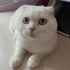 Kısır erkek scottish fold fotoğraf