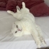 Kısır erkek scottish fold fotoğraf