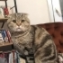 3 yaşında kısırlaştırılmış scottish fold fotoğraf