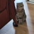 3 yaşında kısırlaştırılmış scottish fold fotoğraf