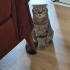 3 yaşında kısırlaştırılmış scottish fold fotoğraf