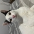 Ev ortamına alışkın oyuncu erkek kedi fotoğraf