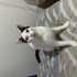 Ev ortamına alışkın oyuncu erkek kedi fotoğraf