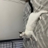 Ev ortamına alışkın oyuncu erkek kedi fotoğraf