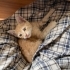 ATILIM ÜNİVERSİTESİ SAHİPSİZ YAVRU KEDİ fotoğraf